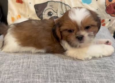 Milo, a male Shih Tzu for sale in Queens, NY – 3 of 3