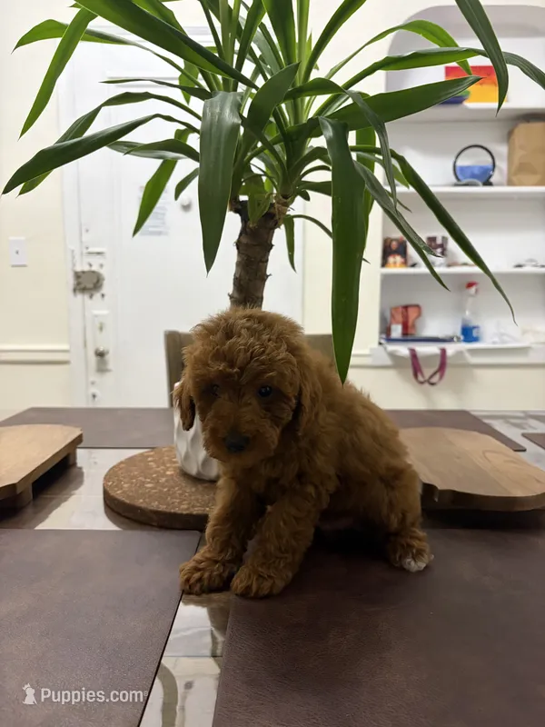 Clay – Poodle - Toy  puppy for sale in Queens, NY