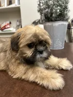 Lit, a male Shih Tzu for sale in Queens, NY – 5 of 9