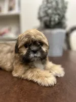 Lit, a male Shih Tzu for sale in Queens, NY – 6 of 9