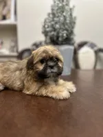 Lit, a male Shih Tzu for sale in Queens, NY – 8 of 9