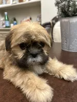 Lit, a male Shih Tzu for sale in Queens, NY – 1 of 9