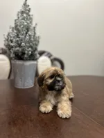 Lit, a male Shih Tzu for sale in Queens, NY – 3 of 9