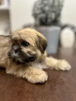 Lit, a male Shih Tzu for sale in Queens, NY – 4 of 9