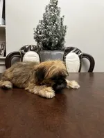 Lit, a male Shih Tzu for sale in Queens, NY – 2 of 9