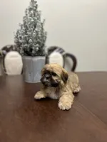 Lit, a male Shih Tzu for sale in Queens, NY – 7 of 9