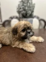Lit, a male Shih Tzu for sale in Queens, NY – 9 of 9