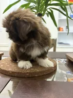 Cathy, a female Shih Tzu for sale in Queens, NY – 2 of 4