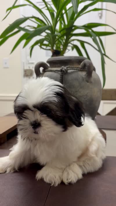 Blake, a male Shih Tzu for sale in Queens, NY – 5 of 5