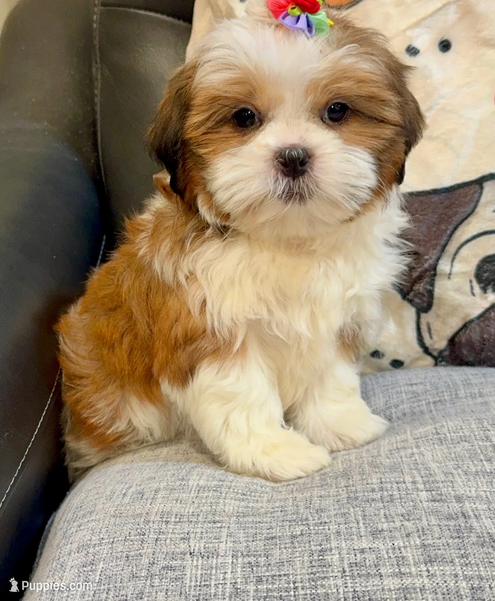 じゅんじゅん Jun – Shih Tzu Puppy for Sale in Queens, NY | Puppies.com