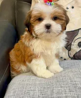 Jun, a female Shih Tzu for sale in Queens, NY – 1 of 3