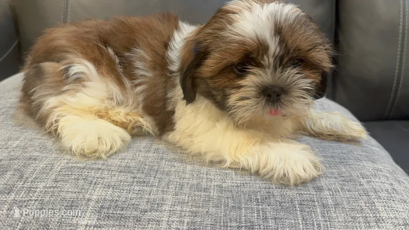 Franky – Shih Tzu puppy for sale in Queens, NY