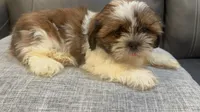 Franky, a male Shih Tzu for sale in Queens, NY – 1 of 2
