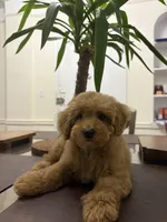 Kay, a male Poodle - Toy  for sale in Queens, NY – 2 of 4