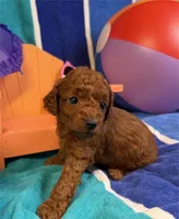 Summer, a female Poodle - Toy  for sale in Queens, NY – 2 of 3