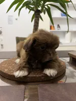 Diesel, a male Shih Tzu for sale in Queens, NY – 1 of 4