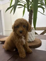 September, a female Poodle - Toy  for sale in Queens, NY – 2 of 4