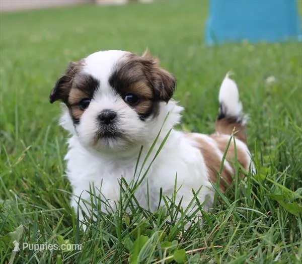 Lizzy – Shih Tzu puppy for sale in Queens, NY