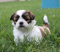 Lizzy, a female Shih Tzu for sale in Queens, NY – 1 of 1