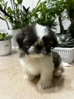 Nate, a male Shih Tzu for sale in Queens, NY – 6 of 8