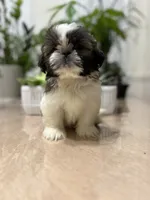 Nate, a male Shih Tzu for sale in Queens, NY – 2 of 8
