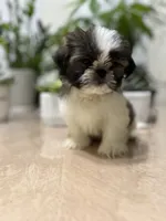 Nate, a male Shih Tzu for sale in Queens, NY – 5 of 8