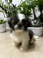 Nate, a male Shih Tzu for sale in Queens, NY – 7 of 8
