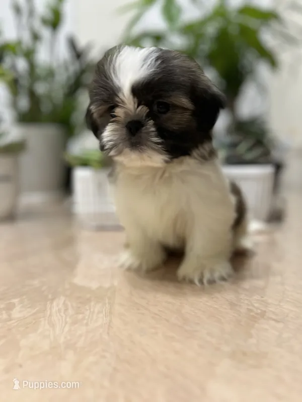 Nate – Shih Tzu puppy for sale in Queens, NY
