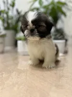 Nate, a male Shih Tzu for sale in Queens, NY – 1 of 8