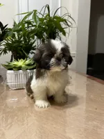 Nate, a male Shih Tzu for sale in Queens, NY – 3 of 8