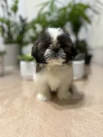 Nate, a male Shih Tzu for sale in Queens, NY – 4 of 8