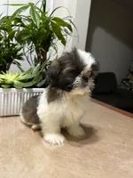 Nate, a male Shih Tzu for sale in Queens, NY – 8 of 8