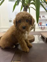 September, a female Poodle - Toy  for sale in Queens, NY – 3 of 4