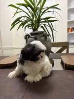 Blake, a male Shih Tzu for sale in Queens, NY – 4 of 5