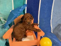 Jello, a female Poodle - Toy  for sale in Queens, NY – 2 of 3