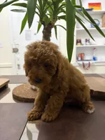 Clay, a male Poodle - Toy  for sale in Queens, NY – 2 of 3