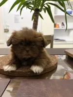 Diesel, a male Shih Tzu for sale in Queens, NY – 3 of 4