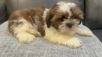 June, a female Shih Tzu for sale in Queens, NY – 2 of 3