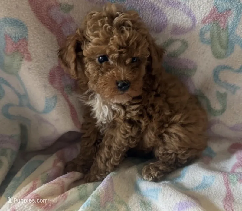 Max – Poodle - Toy  puppy for sale in Queens, NY