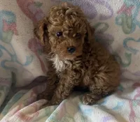 Max, a male Poodle - Toy  for sale in Queens, NY – 1 of 1