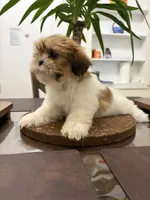 Roxie, a female Shih Tzu for sale in Queens, NY – 3 of 5