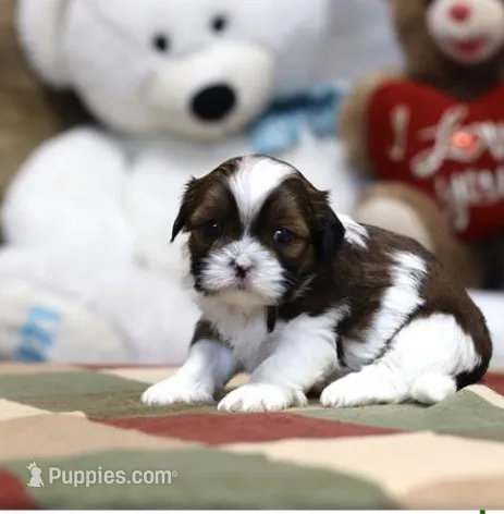 Gracie – Shih Tzu puppy for sale in Queens, NY