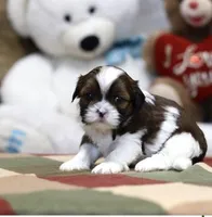 Gracie, a female Shih Tzu for sale in Queens, NY – 1 of 1