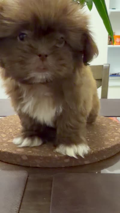 Diesel, a male Shih Tzu for sale in Queens, NY – 4 of 4