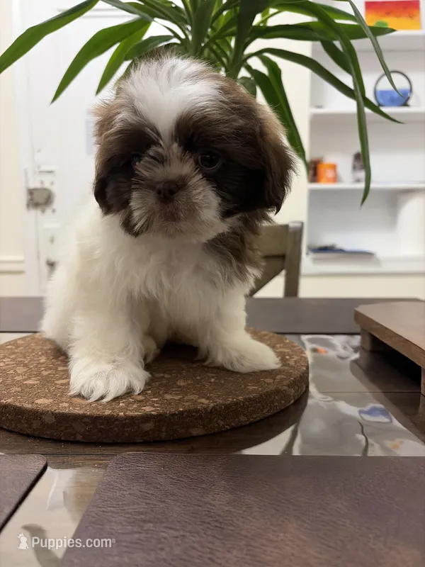 Vin Diesel – Shih Tzu puppy for sale in Queens, NY