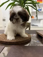 Vin Diesel, a male Shih Tzu for sale in Queens, NY – 1 of 3