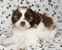 Ben, a male Shih Tzu for sale in Queens, NY – 1 of 1