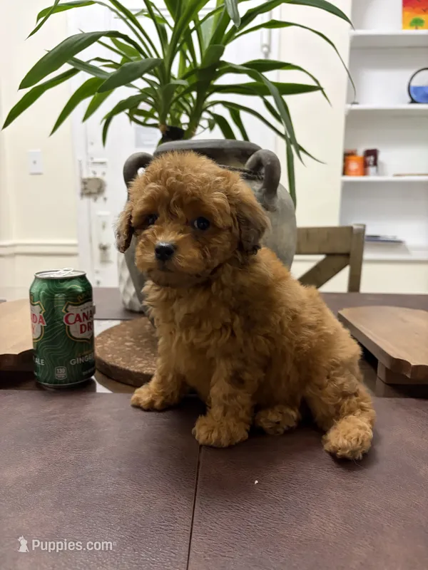 Cash, a male Poodle - Toy  for sale in Queens, NY – 1 of 4