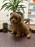 Cash, a male Poodle - Toy  for sale in Queens, NY – 1 of 4
