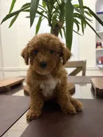 Billy, a male Poodle - Toy  for sale in Queens, NY – 2 of 4